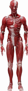 Figma #SP-142 - The Table Museum - Human Body Model (FREEing)