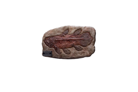 Wonders Of The Wild - Coelacanth - Fossil Replica (Star Ace Toys)