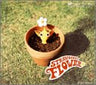 Song of Love / Strawberry Flower