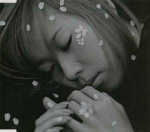 cherry blossom / shela