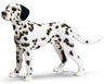 Dalmatian (Male)