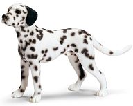 Dalmatian (Male)