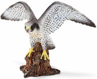 Peregrine Falcon
