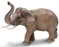 Asian Elephant (Male)