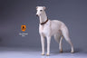 1/6 Greyhound 001