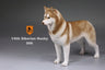 1/6 Siberian Husky 006