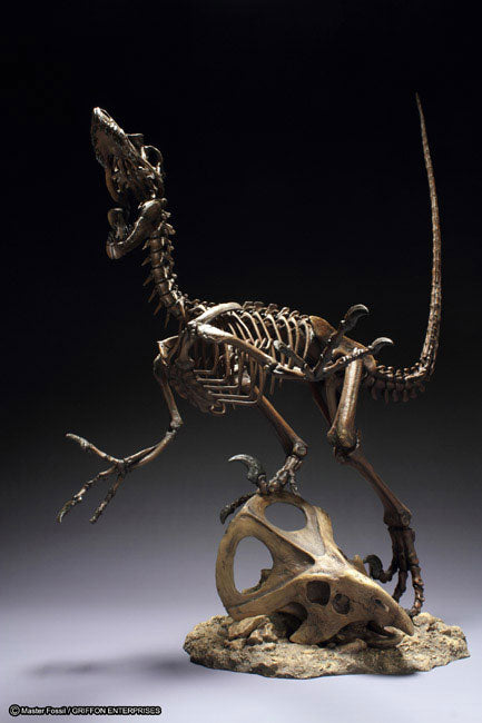 Skeleton Model Series Velociraptor - Solaris Japan