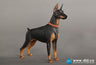 1/6 Animal Series Doberman Pinscher Black