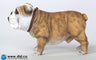 1/6 Animal series "British Bulldog"