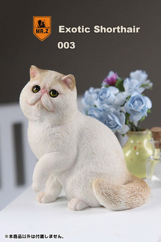 1/6 Exotic Shorthair 003