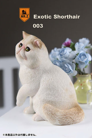 1/6 Exotic Shorthair 003