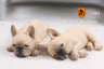 1/6 French Bulldog Sleep ver. 001