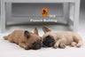 1/6 French Bulldog Sleep ver. 002
