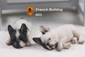 1/6 French Bulldog Sleep ver. 003