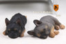 1/6 French Bulldog Sleep ver. 005