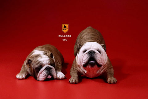 1/6 Bulldog Playful Set Red Tiger Stripe