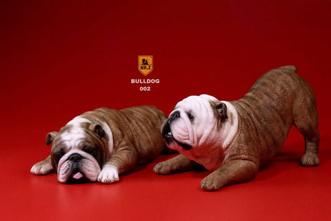 1/6 Bulldog Playful Set Red Tiger Stripe