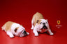 1/6 Bulldog Playful Set Yellow & White