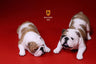 1/6 Bulldog Playful Set Yellow Tiger Stripe