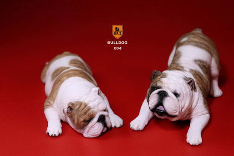 1/6 Bulldog Playful Set Yellow Tiger Stripe