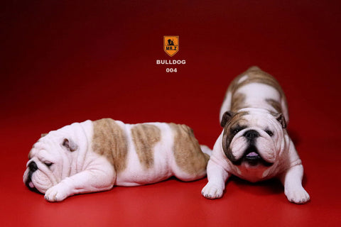 1/6 Bulldog Playful Set Yellow Tiger Stripe