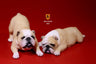 1/6 Bulldog Playful Set Milky White