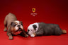 1/6 Bulldog Playful Set Iron & Gold