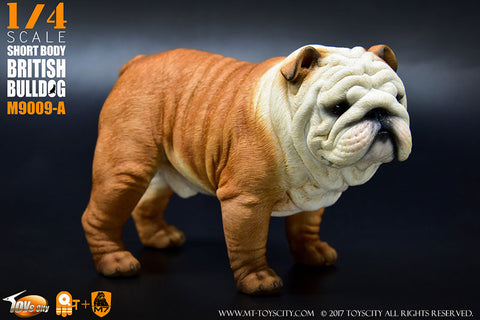 1/4 Short Body British Bulldog A