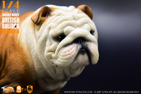 1/4 Short Body British Bulldog A