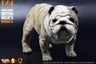 1/4 Short Body British Bulldog C