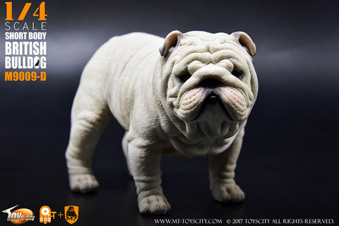 1/4 Short Body British Bulldog D
