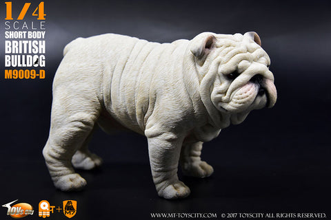 1/4 Short Body British Bulldog D