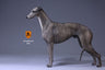 1/6 Greyhound 002