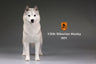 1/6 Siberian Husky 001