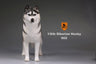 1/6 Siberian Husky 002