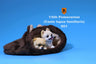 1/6 Miniature Pomeranian Puppies 001