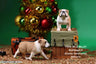 1/6 Bulldog Statue 4.0 2Figure Set / Yellow & White Clown Face