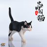 1/6 Chinese Cat C(Provisional Pre-order)