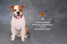 1/6 American Staffrodshire Terrier Statue Sitting B 002(Provisional Pre-order)