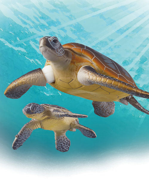 baby green sea turtles swimming