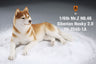 1/6 Siberian Husky 2.0 1A