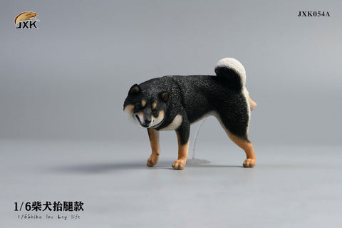 1/6 Shiba Inu Lifting a Leg A