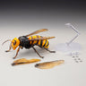 REVOGEO - Oosuzumebachi - Japanese Giant Hornet (Kaiyodo)