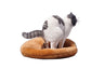 1/6 Exotic Shorthair Cat Half Squat B