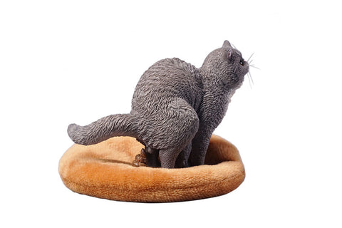 1/6 Exotic Shorthair Cat Half Squat D