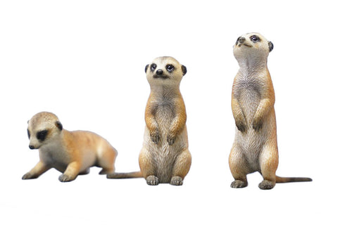 1/6 Meerkat