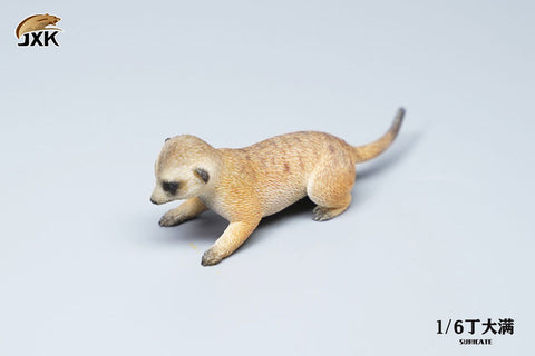 1/6 Meerkat