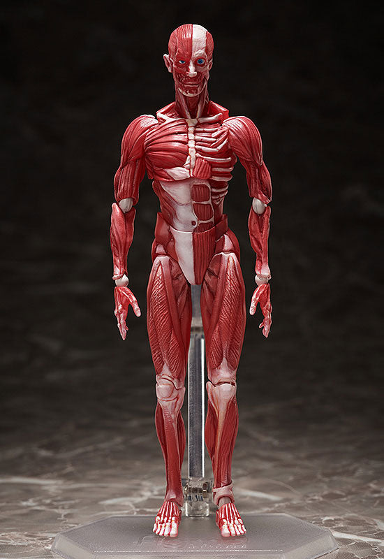 figma SP-142 人体模型 Figma #SP-142 - The Table Museum - Human Body Model (FREEing