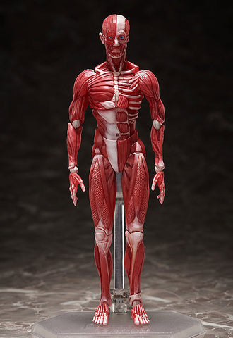 Figma #SP-142 - The Table Museum - Human Body Model (FREEing)