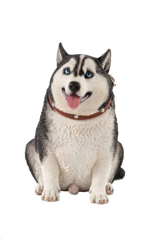 1/6 Chubby Husky B